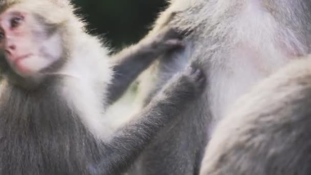 Wild Formosan Ροκ Macaque Γρατσουνιές Πλάτη Πιθήκου Ταϊβάν — Αρχείο Βίντεο