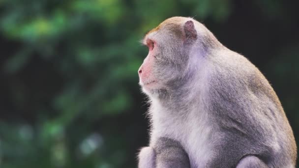 Macaco Roca Formosan Salvaje Taiwán — Vídeo de stock