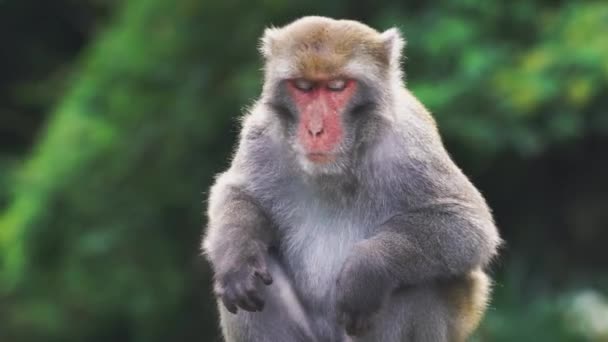 Macaco Rocha Selvagem Formosan Taiwan — Vídeo de Stock