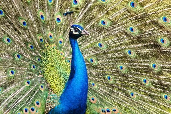 Peacock Closeup Portrait View — Stock Photo, Image
