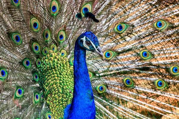 Peacock Closeup Portrait View — Stock Photo, Image