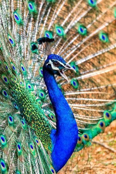 Peacock Closeup Portrait View — Stock Photo, Image