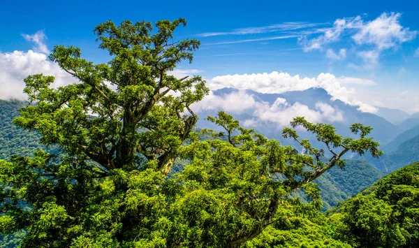 Bilu Sacred Tree Údolí Toroko Národním Parku Taroko Tchaj Wan — Stock fotografie