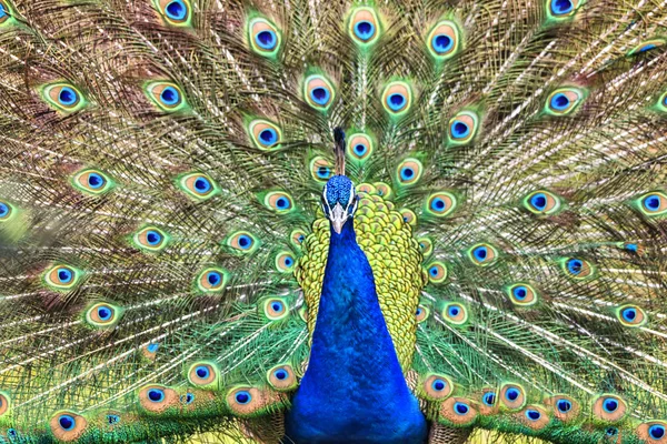 Peacock Closeup Portrait View — Stock Photo, Image