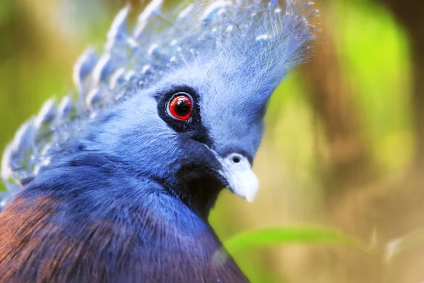 Victoria crowned pigeon head closeup