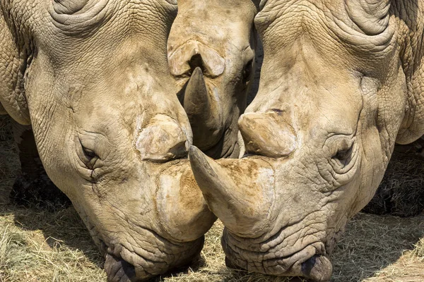 Tři Nosorožci Zblízka — Stock fotografie