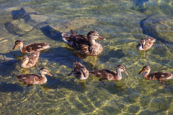 Duck Ducklings Lake Swimming — Stock fotografie