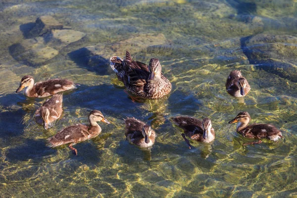 Duck Ducklings Lake Swimming — Stock fotografie