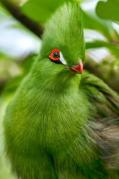 Portrait Green Turaco — Stock Photo, Image