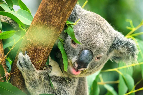 Koala Perched Tree Eat — Stock Photo, Image