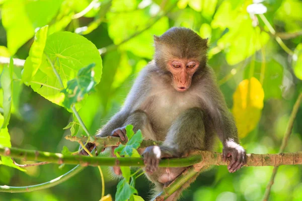 Mono Sentado Rama Fotos de stock