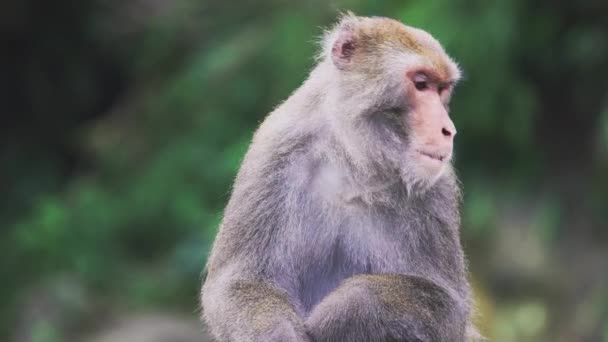 Rocher Sauvage Formosan Macaque Assis Sur Sommet Arbre Taiwan — Video