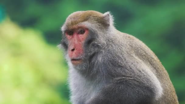 台湾的野台湾石猕猴坐在树顶上 — 图库视频影像