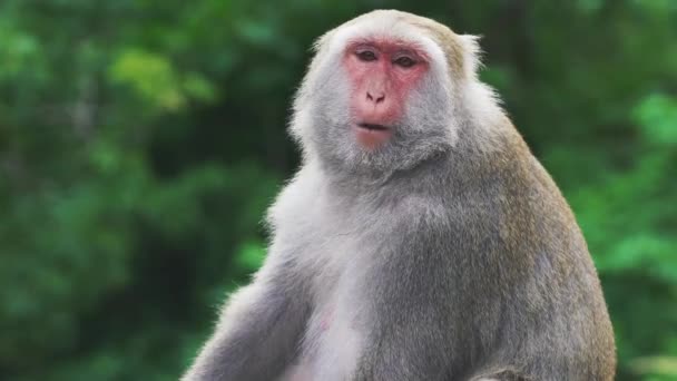 Rocher Sauvage Formosan Macaque Assis Sur Sommet Arbre Taiwan — Video