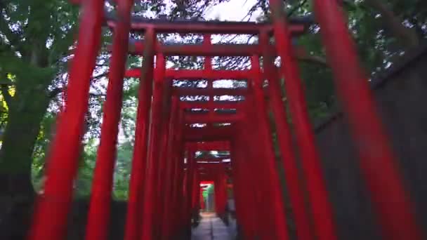 Kuil Nezu Jinja Didirikan Pada Tahun 1705 Salah Satu Tempat — Stok Video