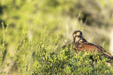 Ormandaki Harris Şahin
