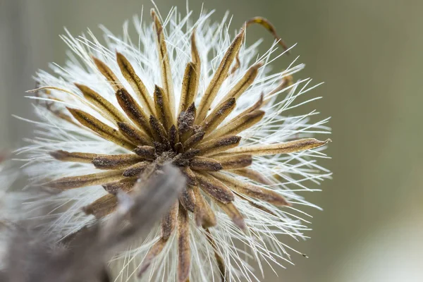 Karahindibaya yakın.