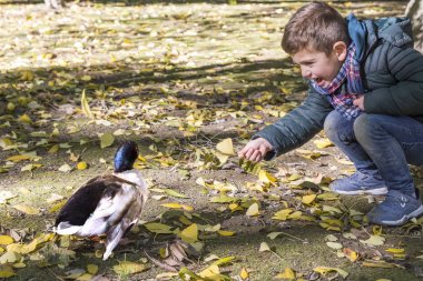 Yakışıklı çocuk bir ördek besleme