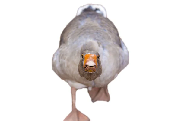 Geïrriteerde boos gans — Stockfoto