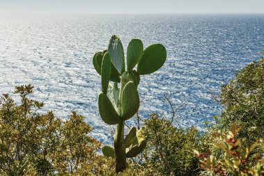 İnciri denize yakın