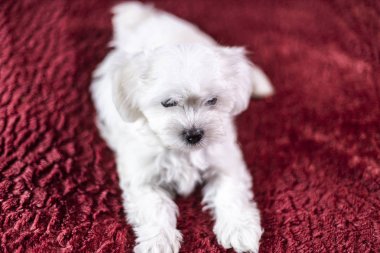 Yatakta yatan şirin küçük bir Malta köpeği.