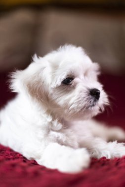 Yatakta yatan şirin küçük bir Malta köpeği.