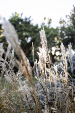 Arka lambalı çiviler.