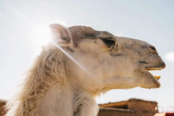 Camel head with a sun ray background — Stock Photo, Image