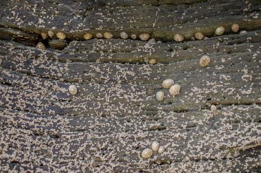 güzel taş doku, yaz aylarında peyzaj