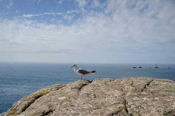 Aves marinas en la piedra, hermoso paisaje en verano — Foto de Stock