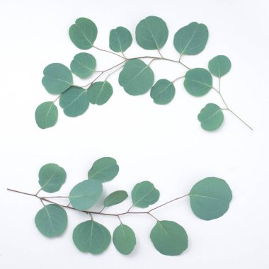 Beyaz arka planda okaliptüs dallarından yapılmış okaliptüs çerçevesi. Düz yerde, üst tarafta. Boşluğu kopyala