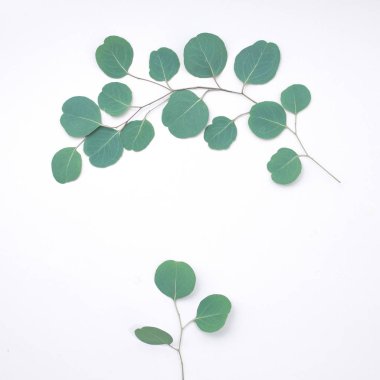 Beyaz arka planda okaliptüs dallarından yapılmış okaliptüs çerçevesi. Düz yerde, üst tarafta. Boşluğu kopyala