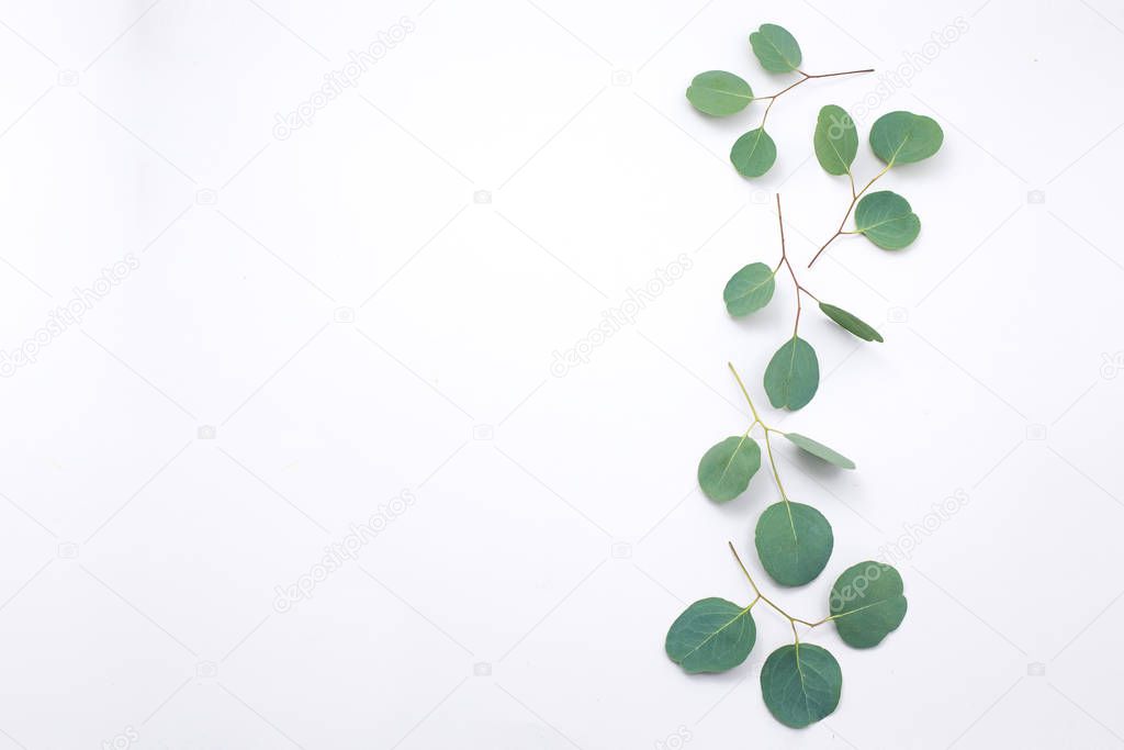 Eucalyptus frame made of cotton flower and eucalyptus branches on white background. Flat lay, top view. copy space