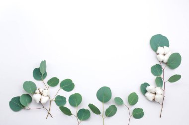 Beyaz arka planda okaliptüs dalları ve pamuktan yapılmış okaliptüs çerçevesi. Düz yerde, üst tarafta. Boşluğu kopyala