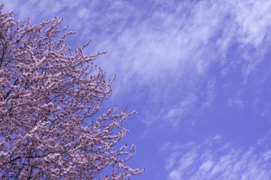 Bahar sınırı, pembe çiçekli arka plan sanatı. Çiçek açan sakura ağacı mavi güneşli gökyüzü bokeh. Paskalya güneşli bir gün. Bahar çiçekleri. İlkbahar. Paskalya ve bahar tebrik kartları için alanı kopyalayın