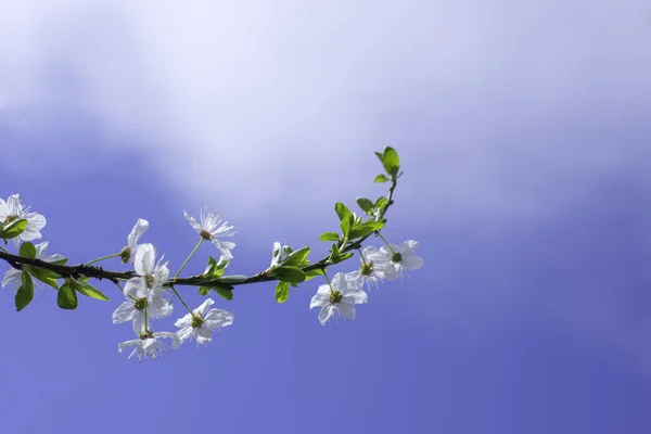 Bordure de printemps, fond d'art avec fleur blanche. Fleurir sakura arbre sur ciel bleu ensoleillé bokeh. Journée ensoleillée de Pâques. Fleurs printanières. Au printemps. Pour les cartes de vœux de Pâques et de printemps, copiez l'espace — Photo