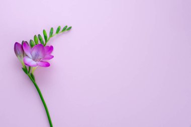 İzole edilmiş frezya çiçeği buketli anneler günü minimalist tebrik kartı geçmişi. Kadınlar Günü için poster, düğün davetiyesi, doğum günü, metin için kopya alanı, düz düzen
