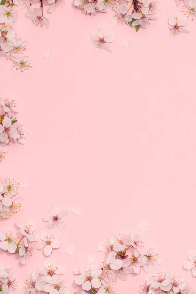 Framework vertical from cherry blossoms on pastel pink background. Flat lay. Copy space. Top view