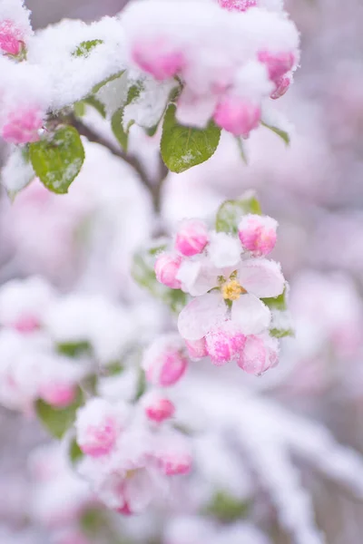 Hermosas flores de manzana de primavera cubiertas de nieve. Flores de árboles florecientes cubiertas de nieve. Las heladas primaverales pueden florecer en los árboles. Flores de primavera de árboles. Flor de manzana en la nieve —  Fotos de Stock