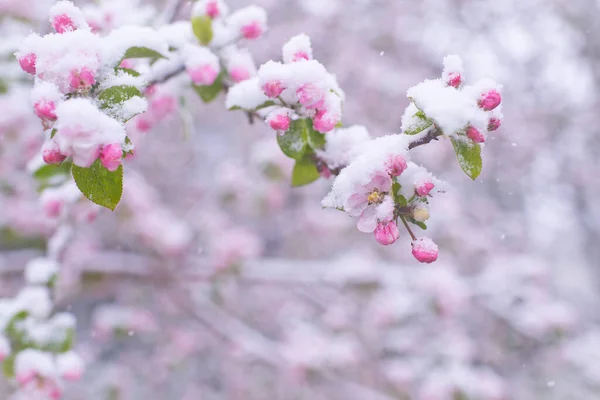 Hermosas flores de manzana de primavera cubiertas de nieve. Flores de árboles florecientes cubiertas de nieve. Las heladas primaverales pueden florecer en los árboles. Flores de primavera de árboles. Flor de manzana en la nieve Imagen De Stock