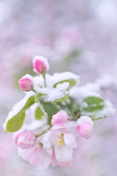 Hermosas flores de manzana de primavera cubiertas de nieve. Flores de árboles florecientes cubiertas de nieve. Las heladas primaverales pueden florecer en los árboles. Flores de primavera de árboles. Flor de manzana en la nieve Fotos De Stock