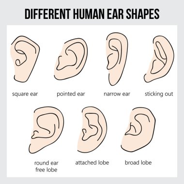 İnsan kulağının şekilleri