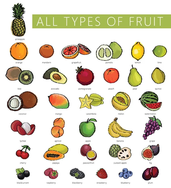 Alle soorten vruchten — Stockvector