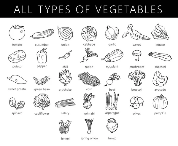 Types of vegetables — Stock Vector