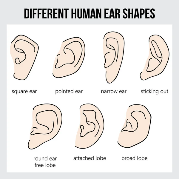 Forma de Oído Humano — Vector de stock