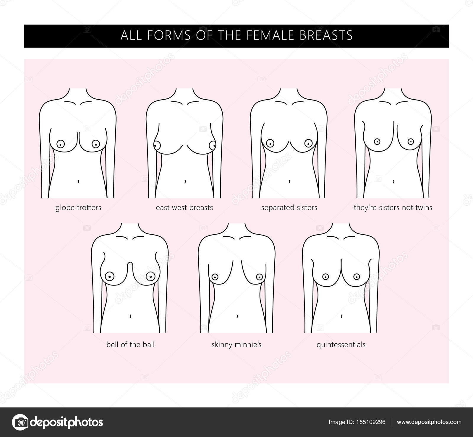 Shapes of the female Breasts Stock Vector by ©Lazuin.gmail.com 155109296