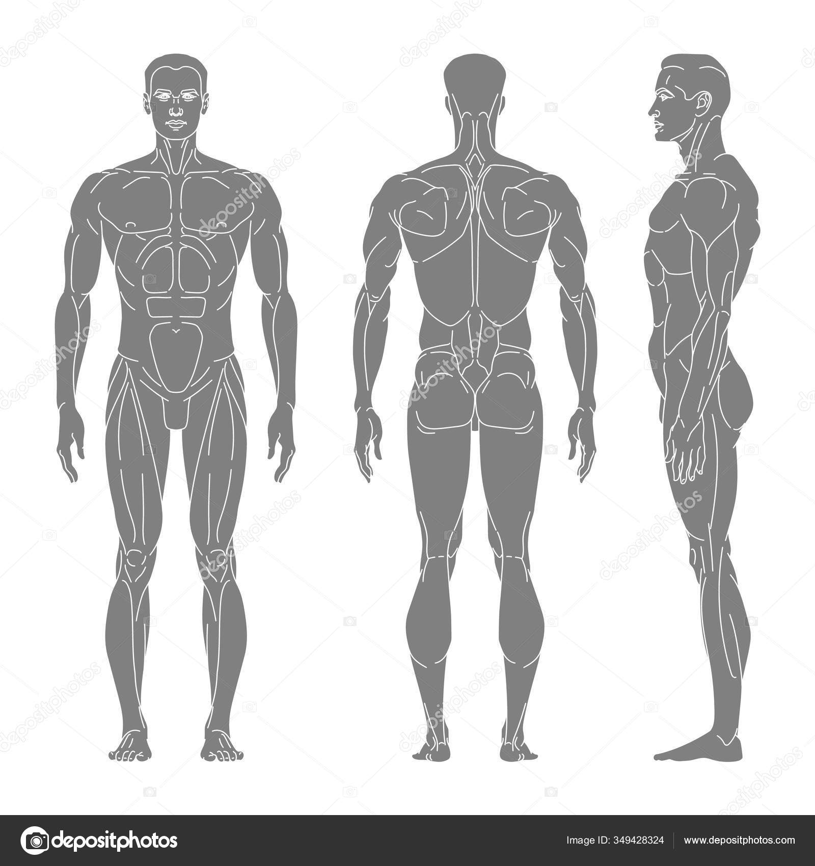 Тело управляет человеком. Силуэт человека мышцы. Силуэт мужского тела. Контур мужского тела. Очертание тела мужчины.