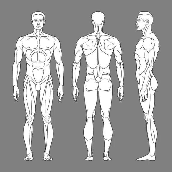 Uomo con i muscoli — Vettoriale Stock