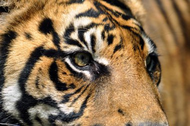 Bengal kaplanı yakın çekim