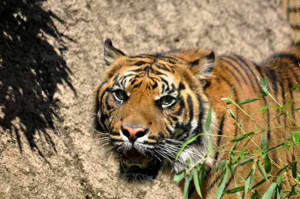 Bengal tiger,  Panthera tigris tigris — Stock Photo, Image